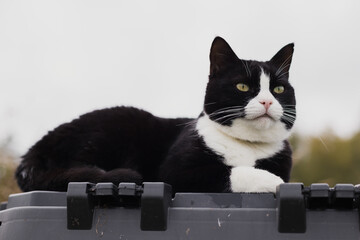 black cat with a white neck and nose and paws lies on a black plastic compost box in a rural homestead on a sunny autumn day.