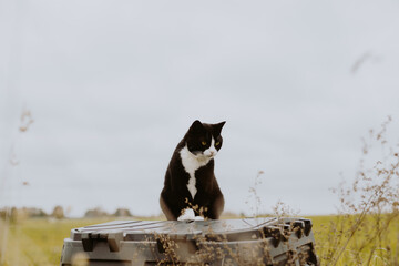 black cat with a white neck and nose and paws sits on a black plastic compost box in a rural homestead on a sunny autumn day.