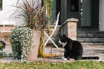 black cat with a white nose, neck, and paws sits in the courtyard of a private country estate by a clay flower pot on the pavement on a sunny autumn day.