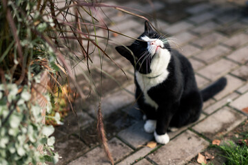 black cat with a white nose, neck, and paws sits in the courtyard of a private country estate by a clay flower pot on the pavement on a sunny autumn day, nibbling on dead flowers