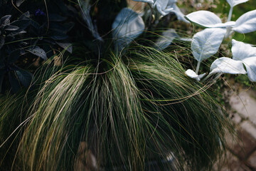 Close-up of green autumn plants in a clay flower pot on a sunny autumn day.