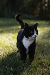 black cat with a white nose, neck and paws walks through wet green grass on a sunny autumn day