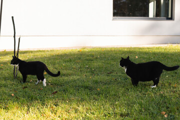 Two black domestic cats with white noses, necks, and paws walk through the green grass of a private house's yard, covered in colorful autumn leaves.