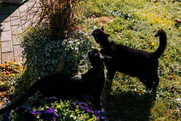 Two black domestic cats with white noses, necks, and paws are walking through the green grass of a private house's yard covered in colorful autumn leaves and nibbling on flowers from a clay flower pot