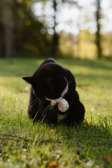 black cat with a white nose, neck, and paws sits in green grass covered with colorful autumn leaves on a sunny autumn day and licks its paw.