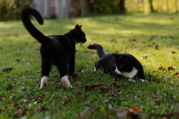 Two black domestic cats with white noses, necks and paws lie in the green grass in the yard of a private house covered in colorful autumn leaves.