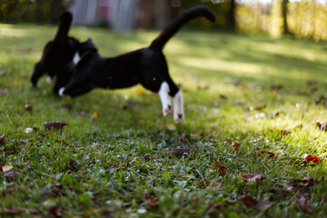 close-up of green grass with colorful autumn leaves falling and two black cats playing and chasing each other in the blurred background.