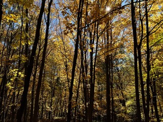 autumn in the woods