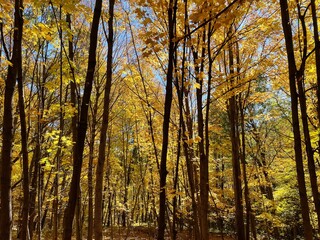 Fototapeta premium autumn in the forest