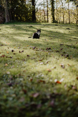 beautiful, majestic black domestic cat with a white nose, neck and paws sits in green grass covered with colorful autumn leaves, with the rays of the autumn sunset shining through the tree branches.