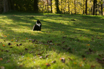 beautiful, majestic black domestic cat with a white nose, neck and paws sits in green grass covered with colorful autumn leaves, with the rays of the autumn sunset shining through the tree branches.