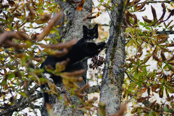 black cat with a white nose, neck, and paws sleeps on a tree branch with colorful autumn leaves.