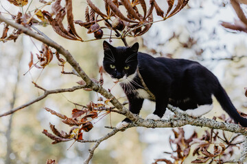 black cat with a white nose, neck, and paws has crept up a tree branch covered in colorful autumn leaves.