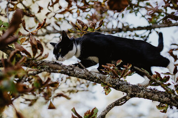 black cat with a white nose, neck, and paws has crept up a tree branch covered in colorful autumn leaves.