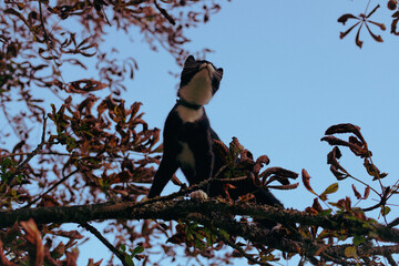 black cat with a white nose, neck, and paws has crept up a tree branch covered in colorful autumn leaves.