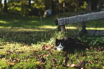 black cat with a white nose, neck, and paws lies in green grass covered with colorful autumn leaves in a golden autumn sunset.