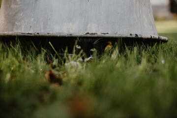 black cat with a white neck is hiding under a metal wheelbarrow that has been turned upside down in the green grass covered with colorful autumn leaves.