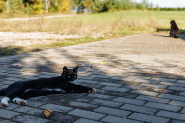 black cat with a white neck and paws lies on a gray cobblestone in the yard of a rural homestead. A second black cat in the background.