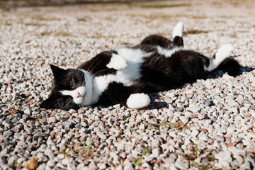 black cat with a white neck, belly, and paws lies on its back and sunbathes on white pebbles in the yard of a rural farm.