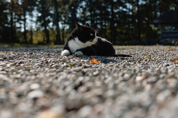 black cat with a white neck, belly, and paws lies and sunbathes on white pebbles in the yard of a rural homestead.