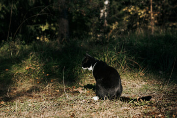 black cat with a white neck, belly and paws sits in the autumn sunlight on the green grass in the yard of a rural farmstead.