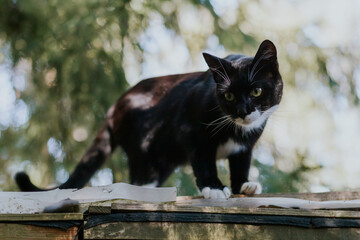 black cat with a white neck, belly, and paws walks across a slate roof in a rural homestead on an autumn evening.