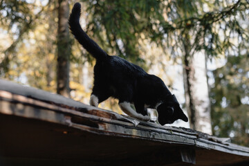 black cat with a white neck, belly, and paws walks across a slate roof in a rural homestead on an autumn evening.