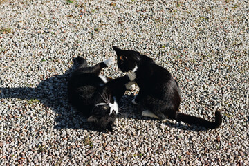 Two black cats with white necks and paws are playing in the courtyard of a rural farmstead on white pebbles in the sunlight.