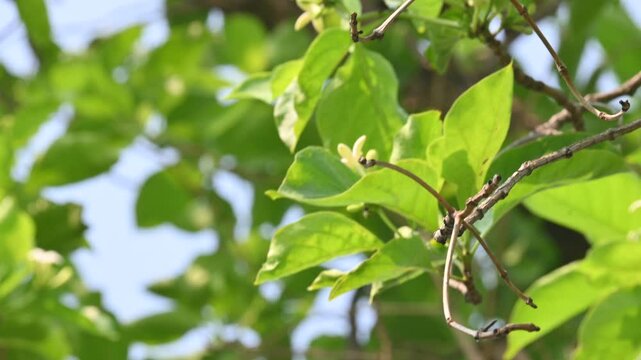 Morinda citrifolia tree flower. Its fruit bearing tree in the coffee family. Its common names&nbsp;great morinda,&nbsp;Indian mulberry,&nbsp;noni,&nbsp;beach mulberry,&nbsp;vomit fruit,&nbsp;awl tree and&nbsp;cheese fruit.
