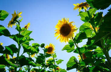 Sunflowers in the  with blue sky