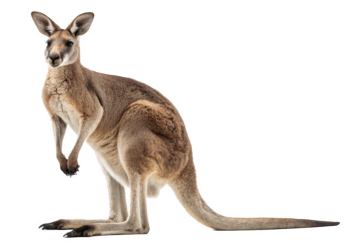 Kangaroo isolated on a transparent background.