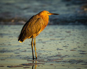 Reddish Egret on a Florida Beach