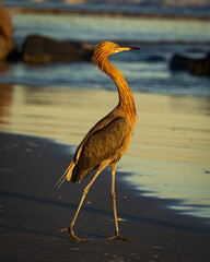 Reddish Egret on a Florida Beach