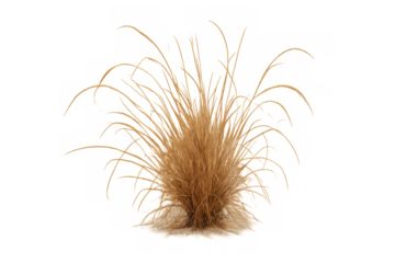 Dry grass bush with long blades, natural vegetation in a clump, brown ornamental plant for landscapes