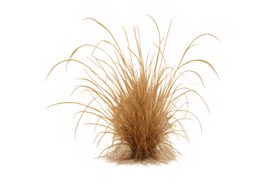 Dry grass bush with long blades, natural vegetation in a clump, brown ornamental plant for landscapes