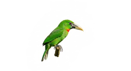 Fototapeta premium Emerald toucanet perched, side view, isolated against pure white background, detailed plumage