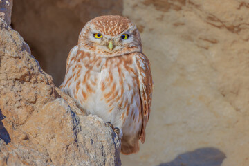 Close up shot of Little owl in natural habitat Athene noctua. Little owl bird camaflauged in desert rocky stones and relaxing . Closeup Portrait shot of little owl in deserts.