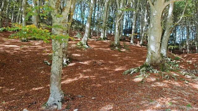 View of beech forest in the autumn season
