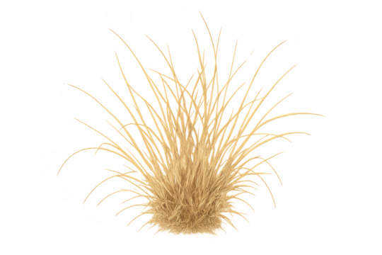 Clump of dry grass with sharp-pointed leaves resembling hay or straw. Solitary plant on a clear background