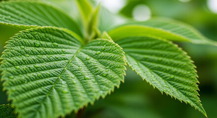Vibrant green leaves glistening with fresh water droplets, showcasing nature's intricate beauty and renewal.
