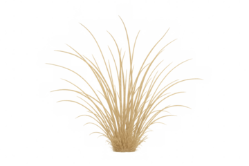 Dry grass tuft showing beige plant stems, natural vegetation for arid landscapes, fields, or wild environments