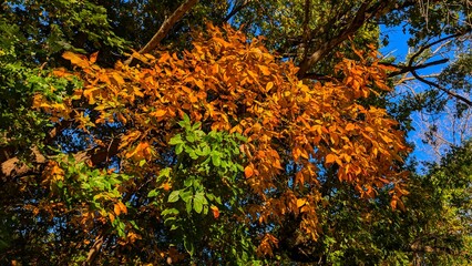 autumn leaves in the forest