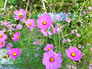 水辺に咲くコスモス