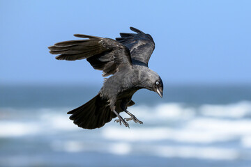 Jackdaw in flight