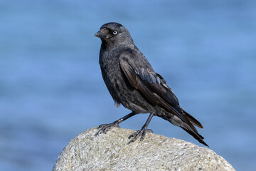 Jackdaw - adult stood on a stone wall