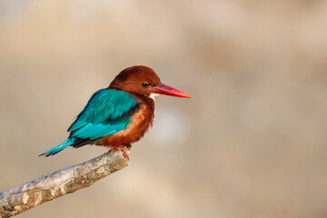 Stunning Portrait shot of White-throated Kingfisher Halcyon smyrnensis bird isolated, also known as the white-breasted kingfisher, tree kingfisher.