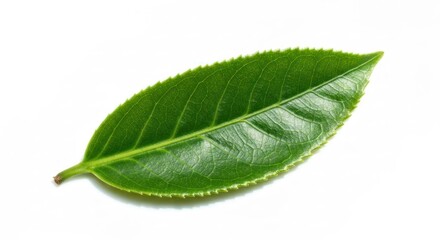 Single, vibrant green tea leaf, serrated edges, white background, bright light