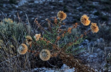 Dry thorn grass in the Galille mountain 