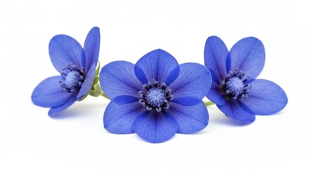 Obraz premium Three blue flowers with textured centers on white