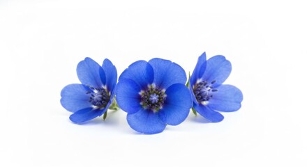 Obraz premium Three vibrant blue flowers arranged together on a clean, white background